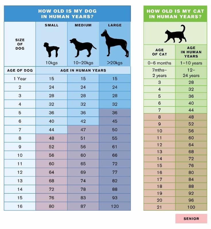 an info sheet showing how old is my dog and how much older is my cat