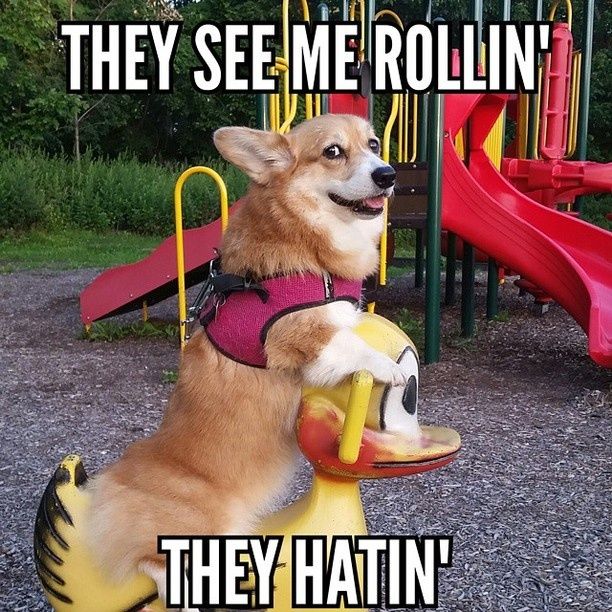 a dog sitting on top of a toy at a playground with the caption they see me rollin'they hatin '