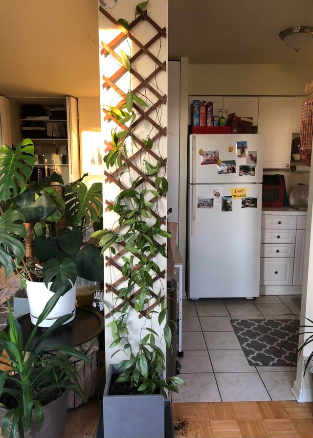 a kitchen with a refrigerator and some plants