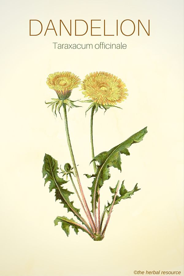 an illustration of dandelion with the title taraxacum officinale