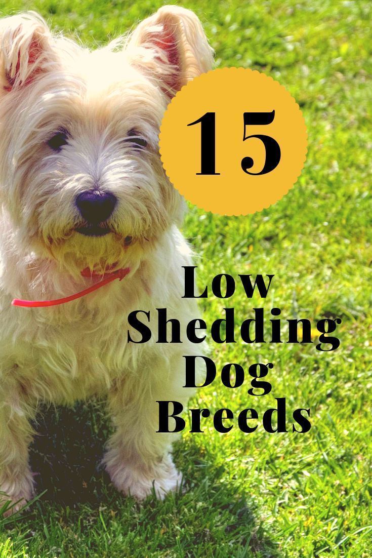 a small white dog standing on top of a lush green grass covered field with the title 15 low shedding dog breeds