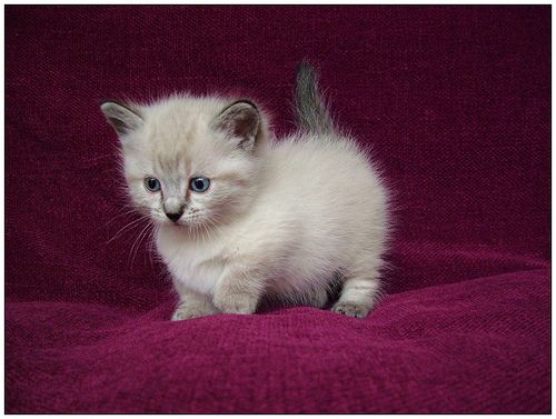 a small white kitten sitting on top of a purple blanket