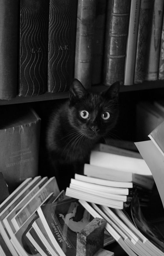 a black cat sitting on top of a pile of books next to a book shelf