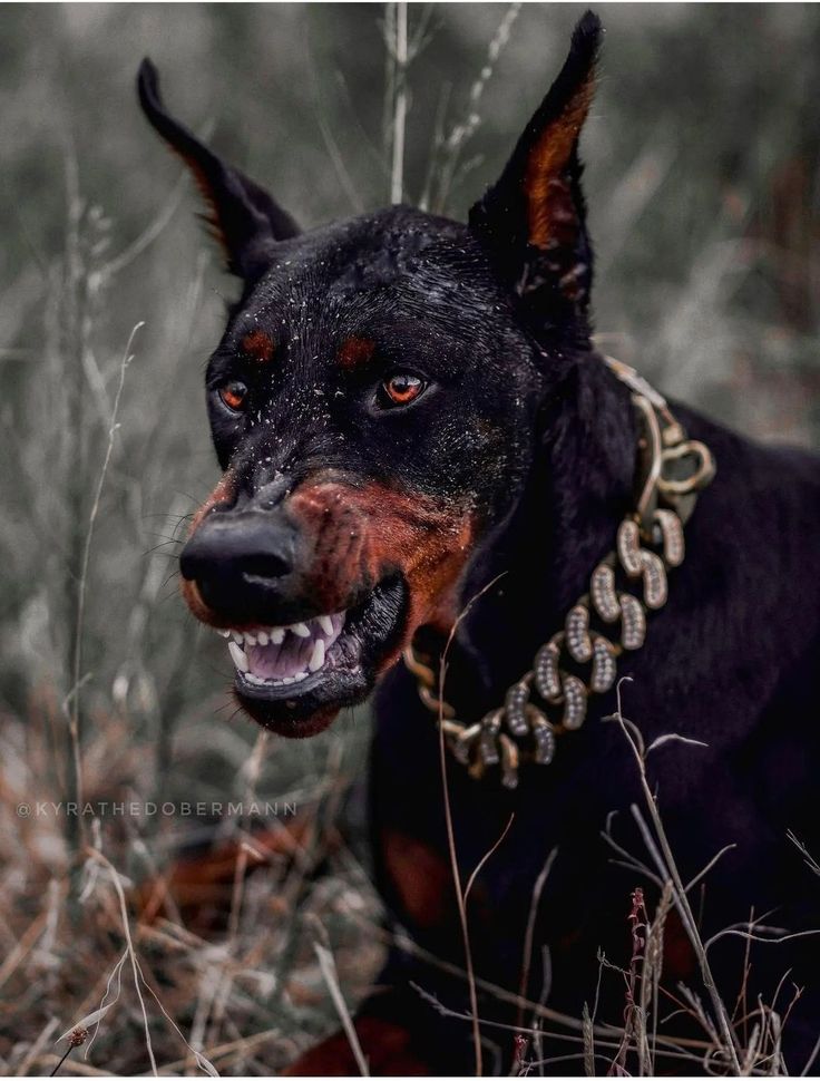 a black and brown dog laying in the grass with its mouth open, wearing a gold chain around it's neck