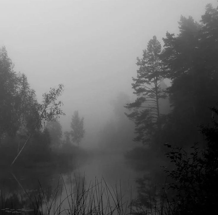 a foggy lake surrounded by trees and bushes