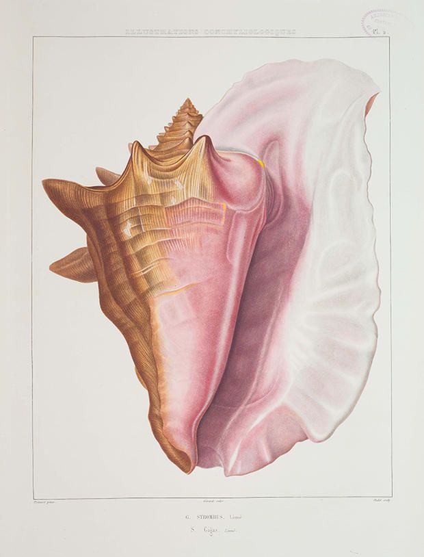 an image of a seashell painted in pastel and gold on a white background