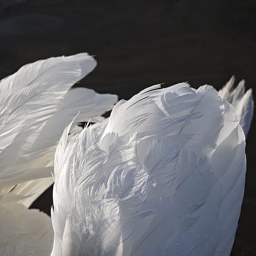 two white swans are swimming in the water with their wings spread out and one is looking at the camera