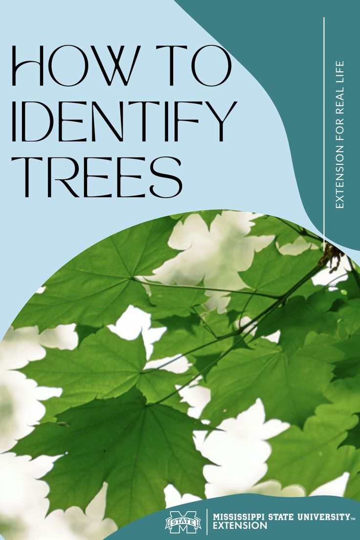 the cover of how to identify trees