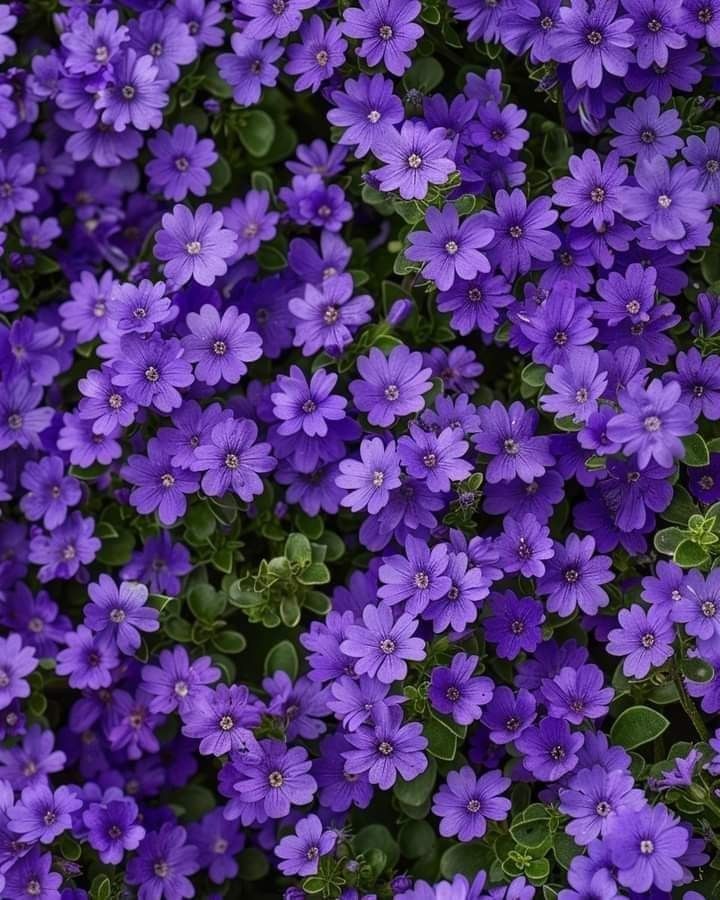 purple flowers with green leaves in the background