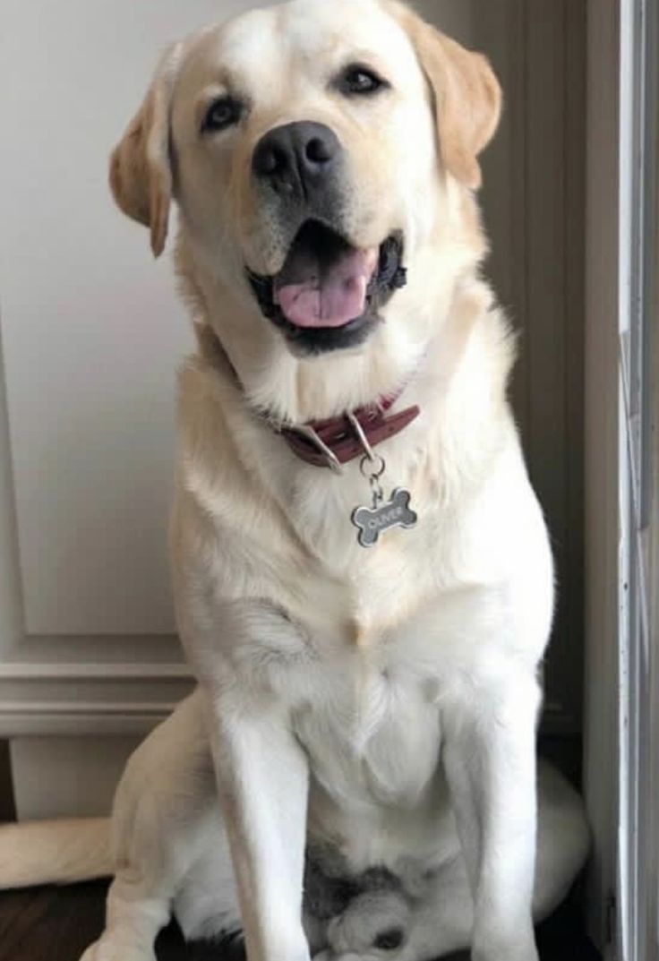 a large white dog sitting on top of a wooden floor next to a blue frisbee