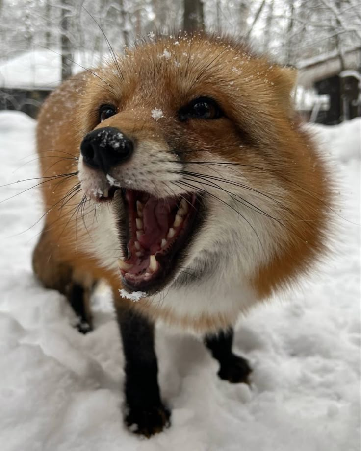 a red fox with it's mouth open in the snow