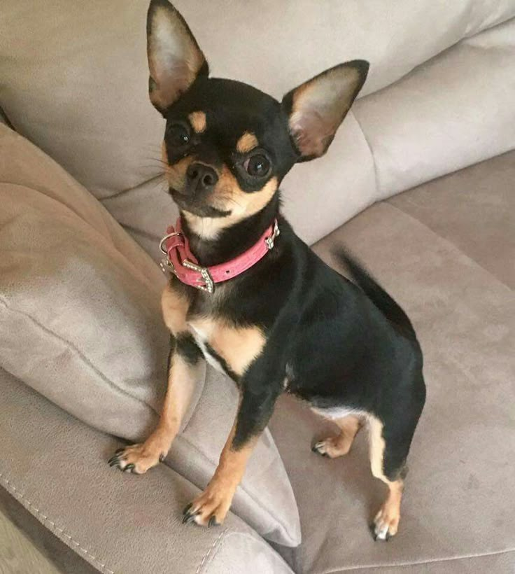 a small black and brown dog sitting on top of a couch