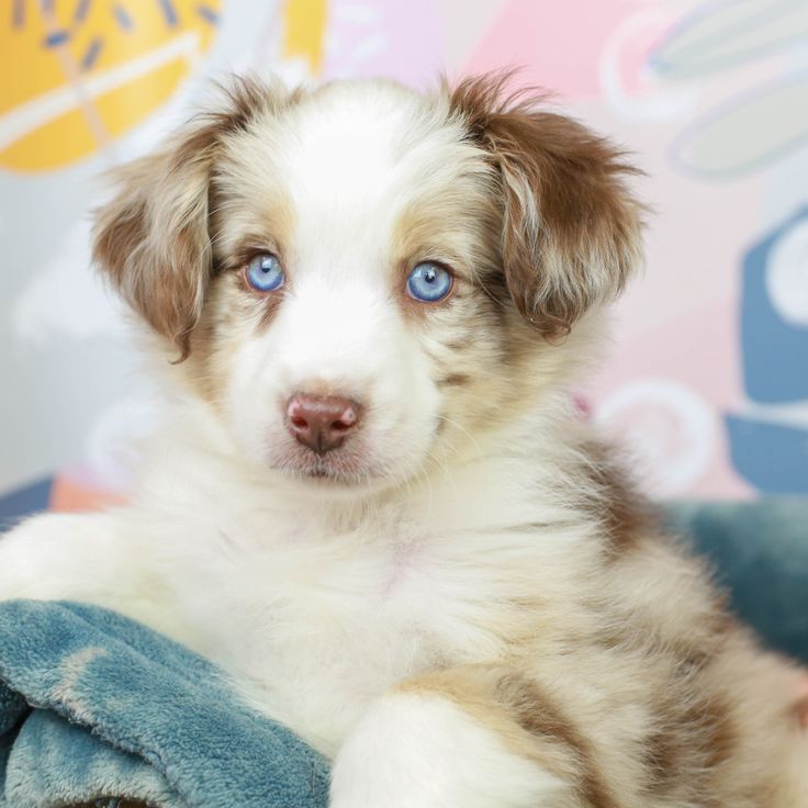 a puppy with blue eyes laying on a towel