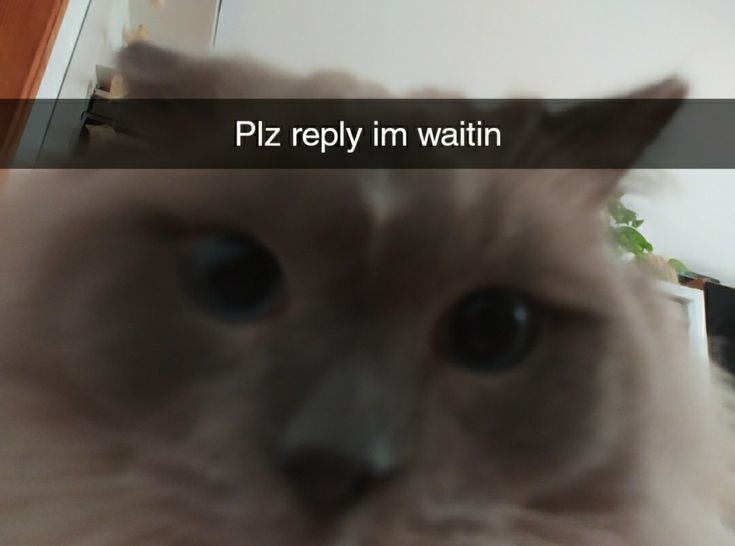 a close up of a cat with the caption piz reply im wattin