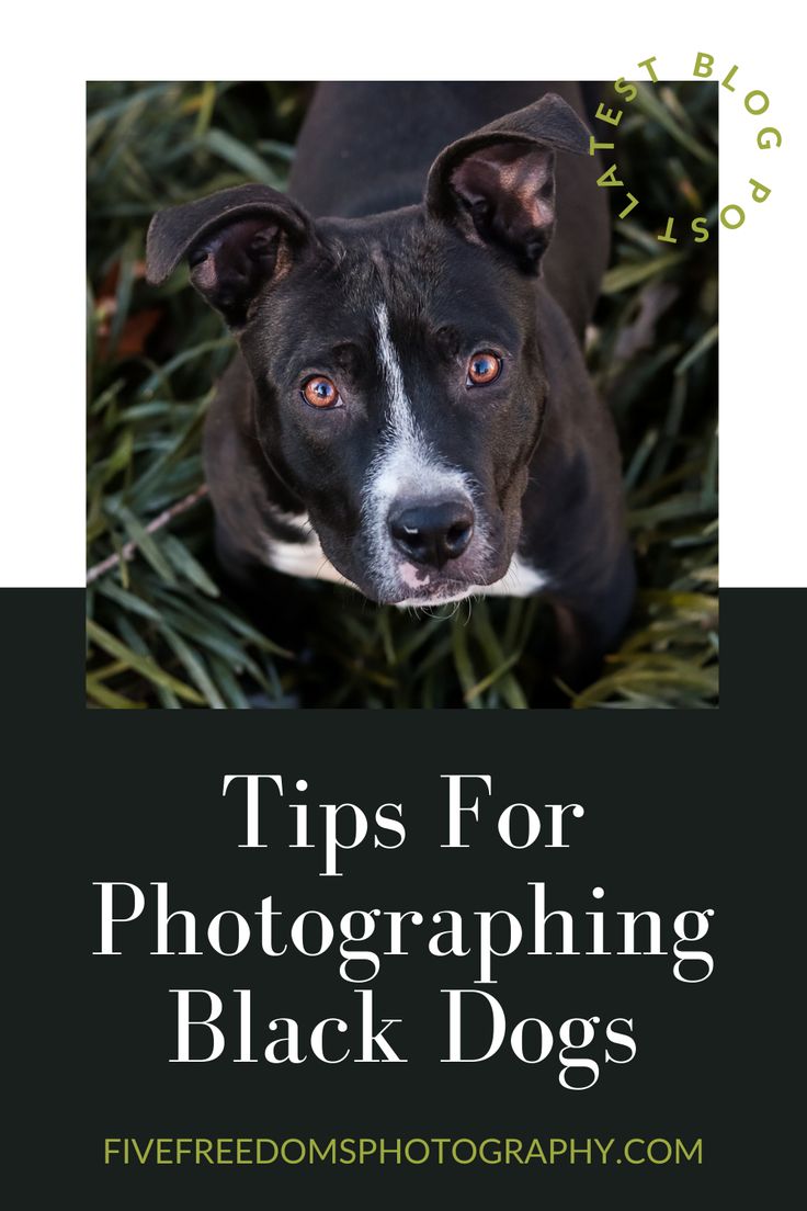 a black and white dog with the words tips for photographing black dogs on it