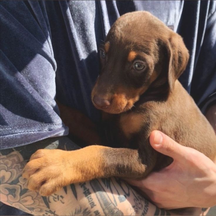 a person holding a puppy in their lap