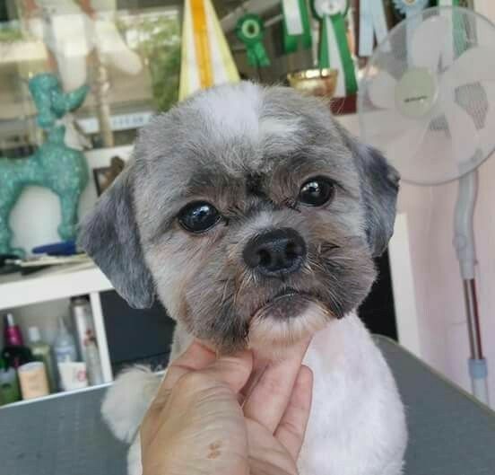 a small gray and white dog sitting on top of a table next to a person