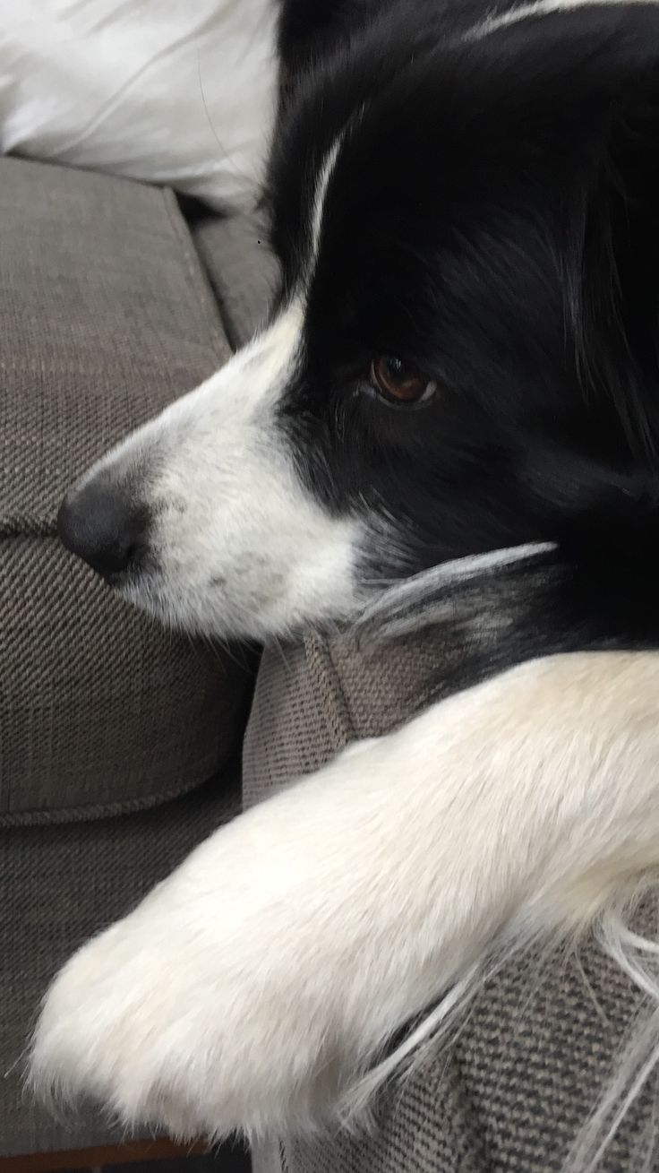 a black and white dog laying on top of a couch with his paw resting on the armrest