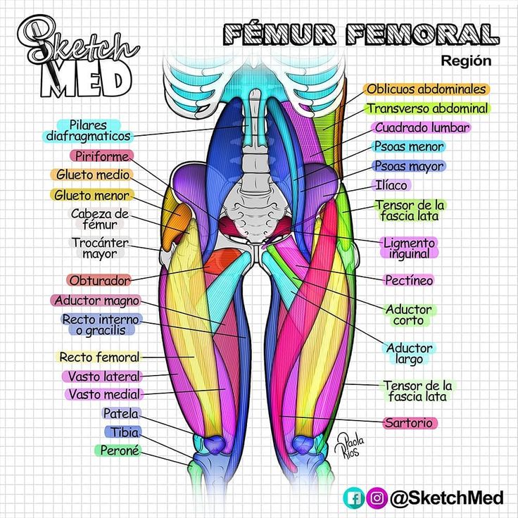 the anatomy of the female pectoral and hernial discriments