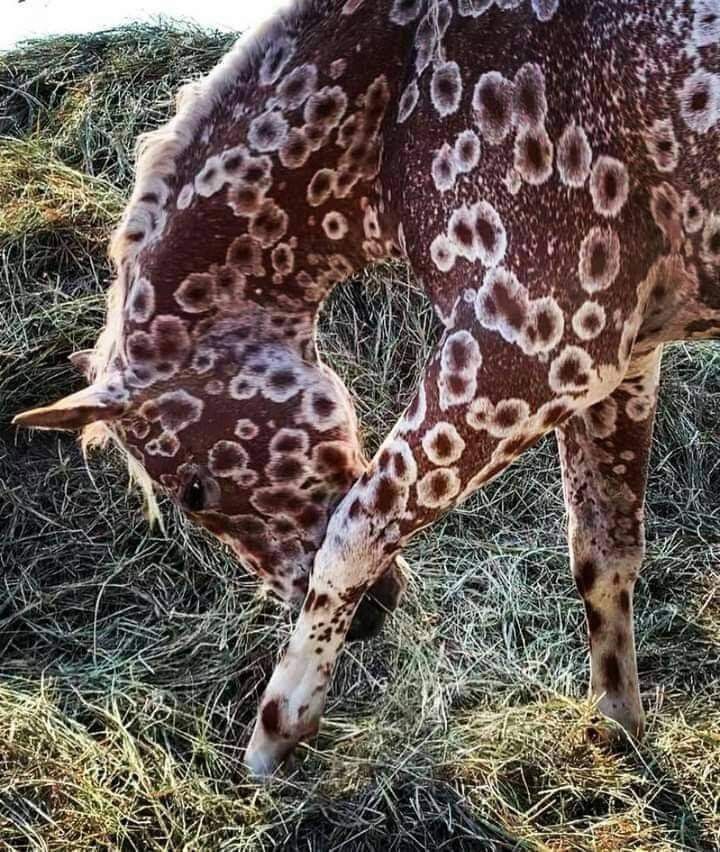 a brown and white spotted cow grazing on dry grass in the sun with it's head down