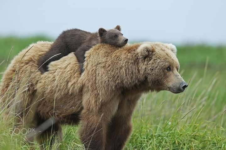 a brown bear standing next to a baby bear on top of it's back