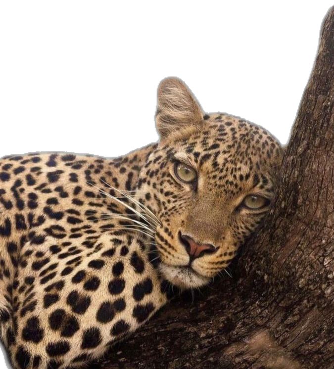 a leopard laying on top of a tree next to a white wall and looking at the camera