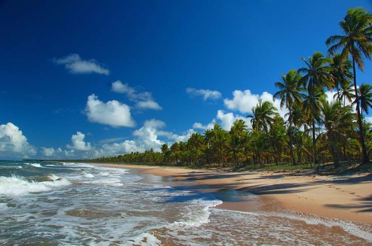 the beach is lined with palm trees and waves