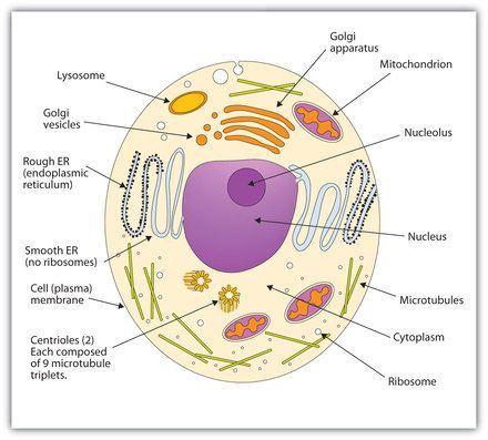 an animal cell diagram with all the parts labeled in it's own text area