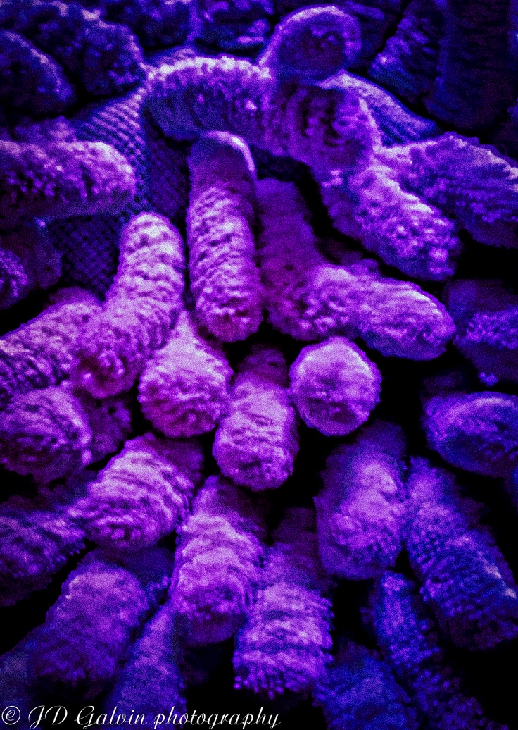 purple fuzzy objects are piled up in a pile