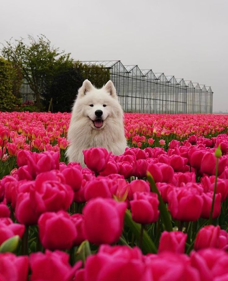 a white dog standing in a field of pink tulips with a greenhouse behind it