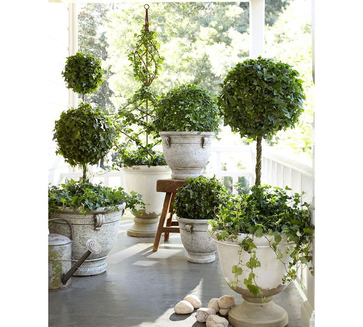 several potted plants are sitting on the windowsill