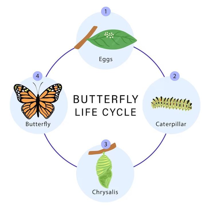 the life cycle of a butterfly is shown in this diagram, with butterflies and caterpillars