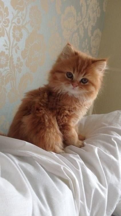 an orange kitten sitting on top of a bed