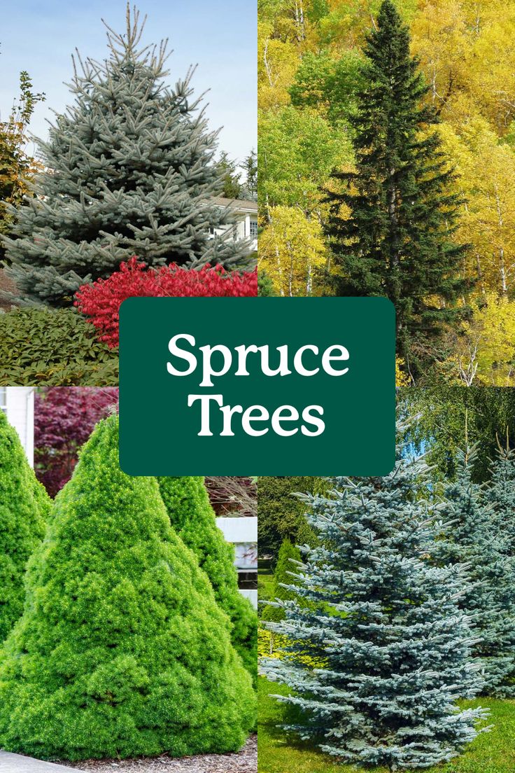 different types of trees with the words spruce trees