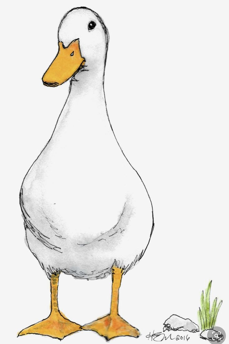 a drawing of a white duck with yellow feet and an orange beak standing in the grass