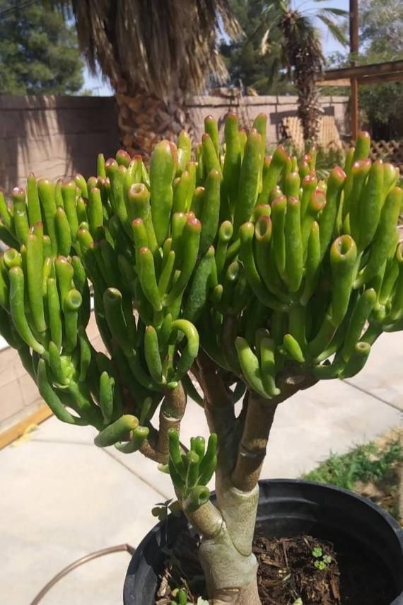 a close up of a small tree in a pot