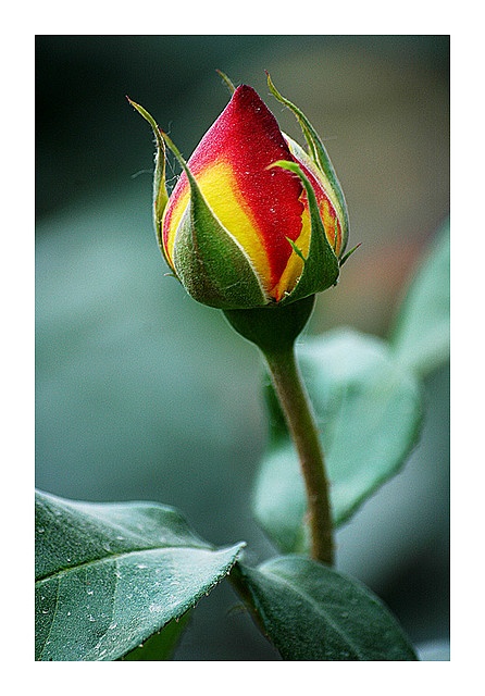 a red, yellow and green rose bud