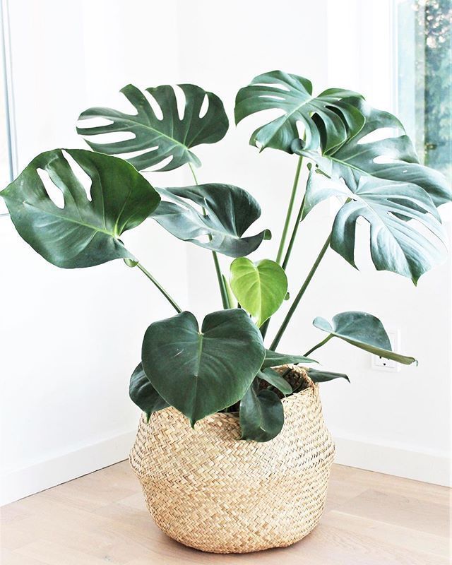 a potted plant with large green leaves in a woven basket on a wooden floor