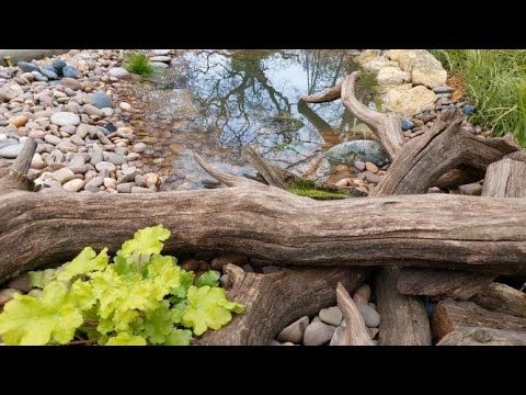 a tree branch laying on top of rocks next to a body of water with plants growing out of it