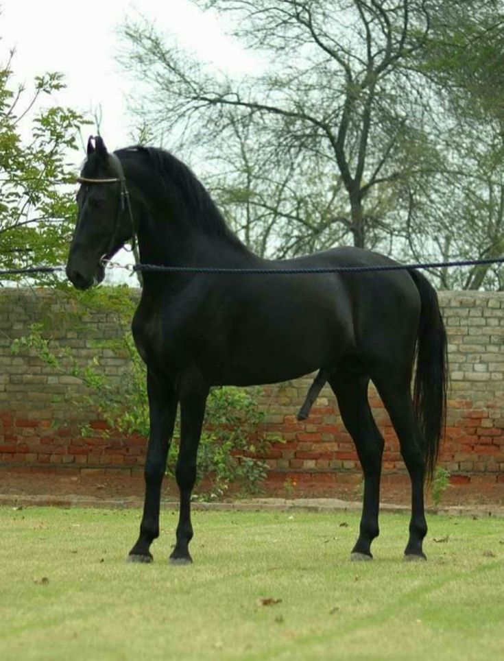 a black horse standing on top of a lush green field next to a brick wall