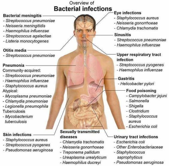 the human body is labeled with labels on its organs and their major functions in each section