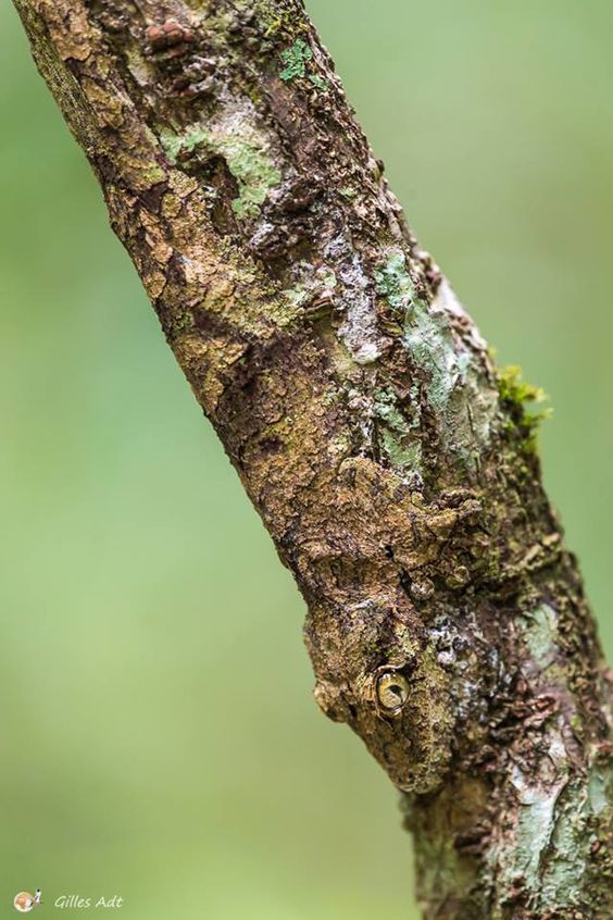 a small bird perched on the side of a tree branch with moss growing on it