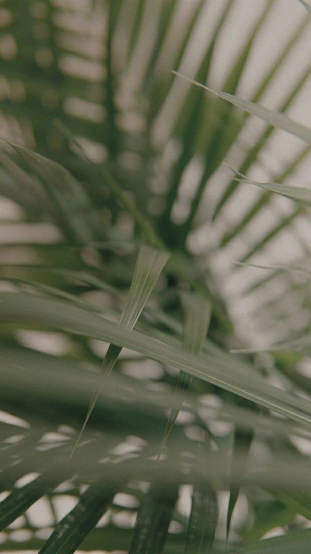 a close up view of the leaves of a palm tree