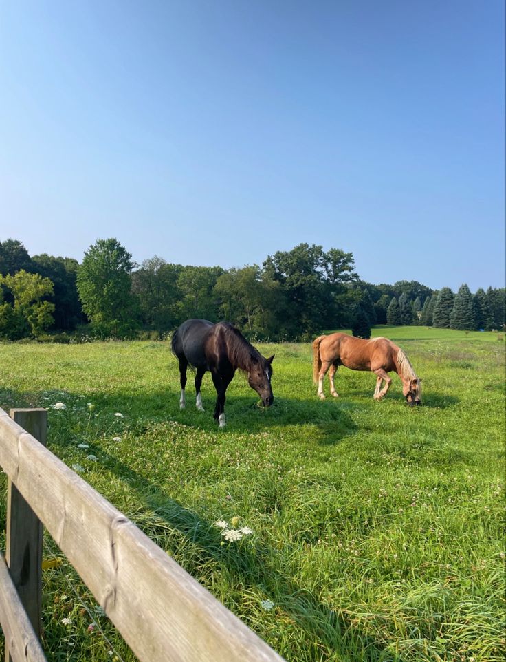 two horses graze on grass in an open field