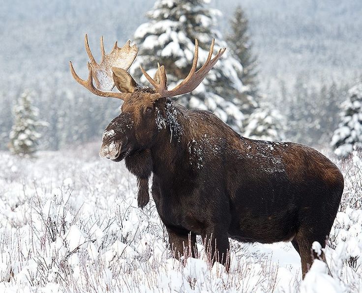 a moose with large antlers standing in the middle of snow covered grass and trees