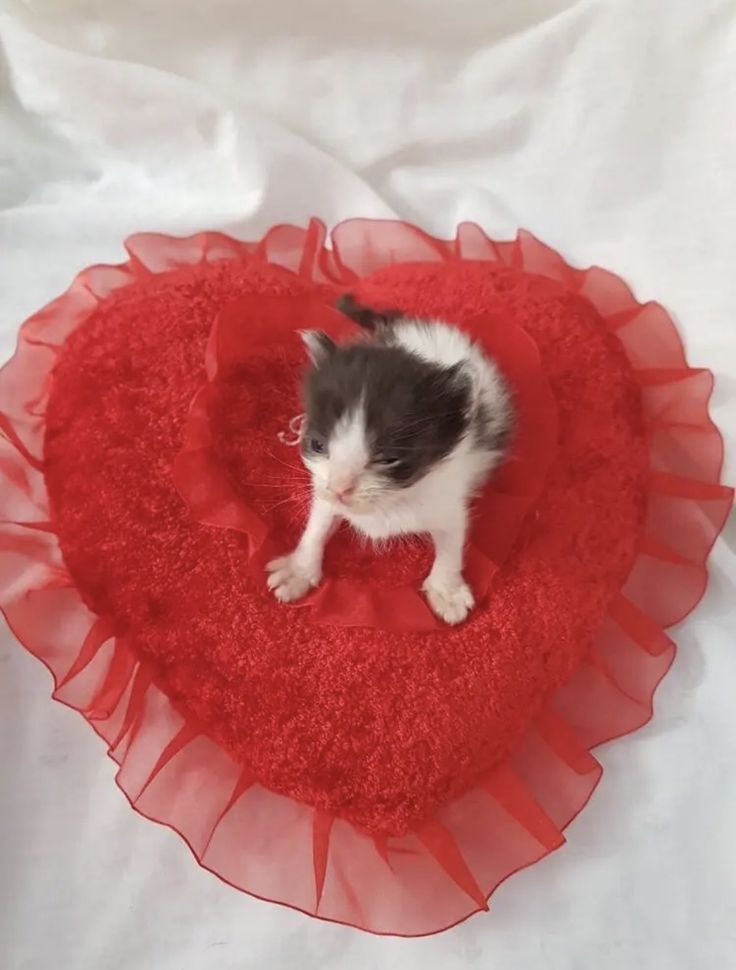 a small black and white kitten sitting on top of a red heart shaped pillow with ruffles