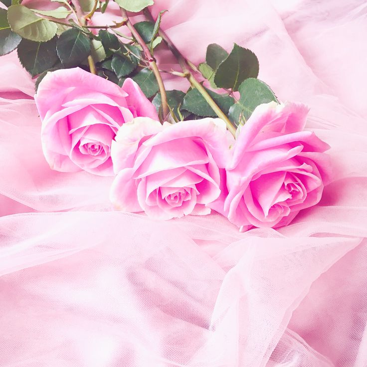 three pink roses sitting on top of a bed