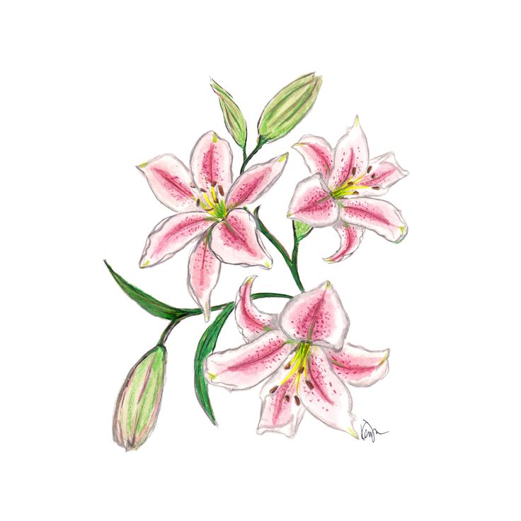 three pink lilies with green leaves on a white background