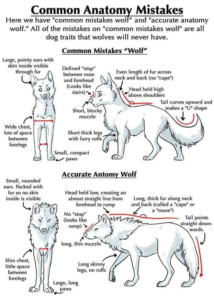 the anatomy of an animal's body and how to use it in order to know what