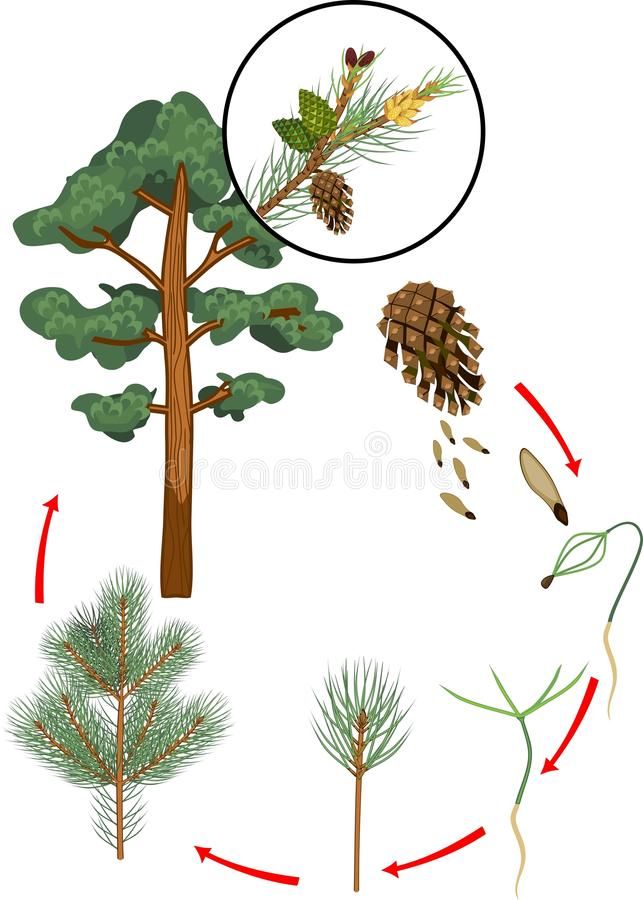 the life cycle of a pine tree on a white background